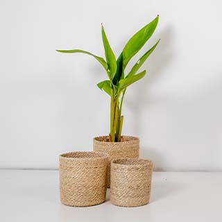 Natural jute planter for indoor and outdoor plants, featuring a simple and eco-friendly design.